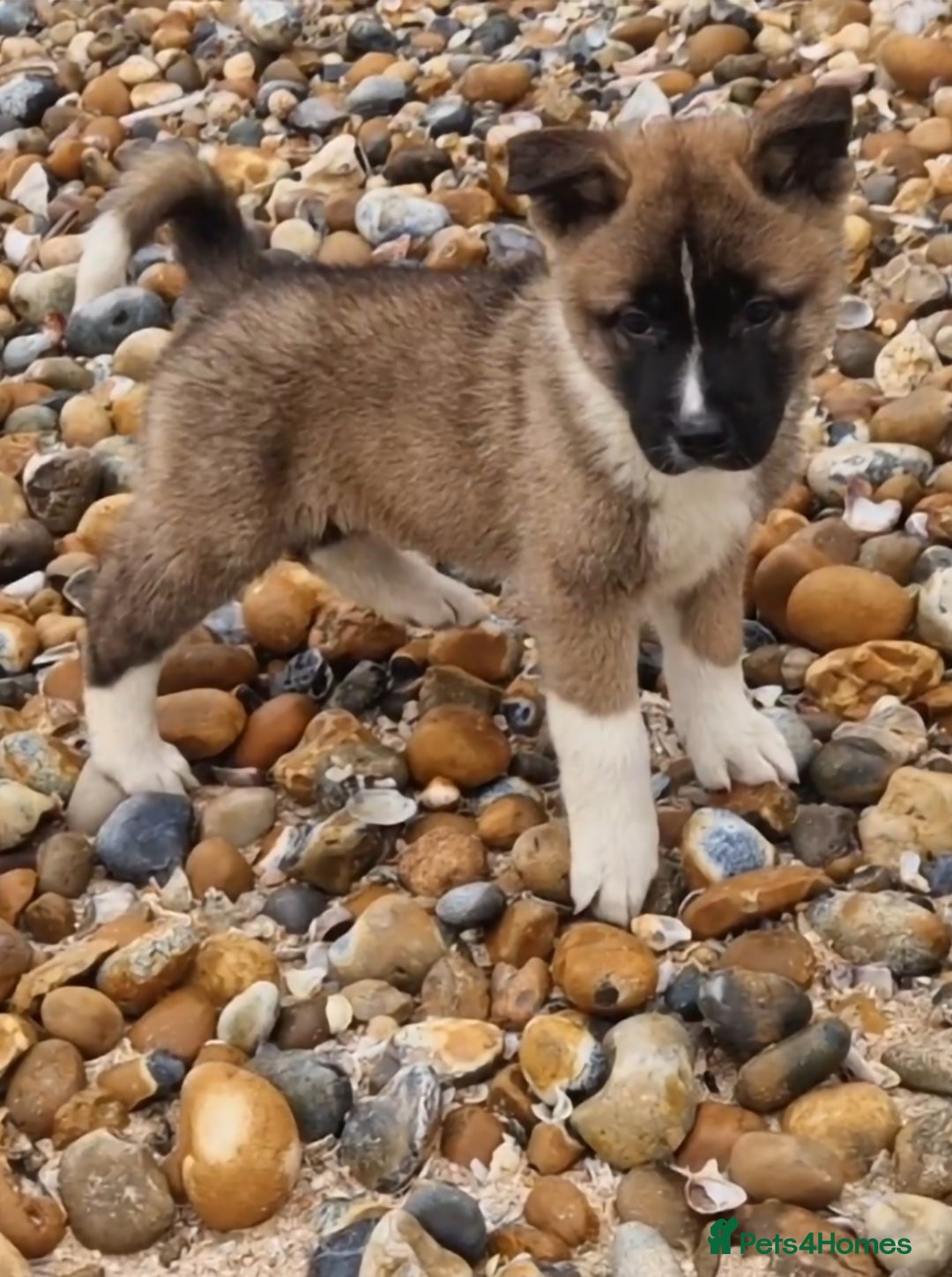 Akita dogs for sale: American akitas  - Advert 1