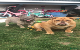 English Bulldog dogs for stud: Fluffy carrier British bulldog stud  - Image 10