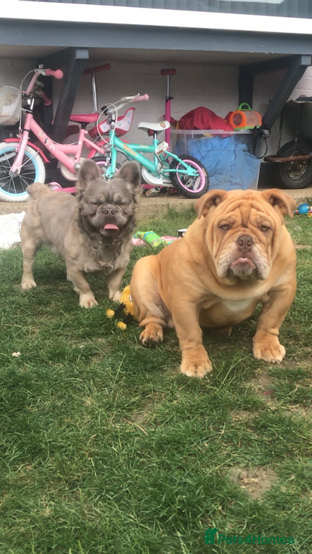 English Bulldog dogs for stud: Fluffy carrier British bulldog stud  - Image 10