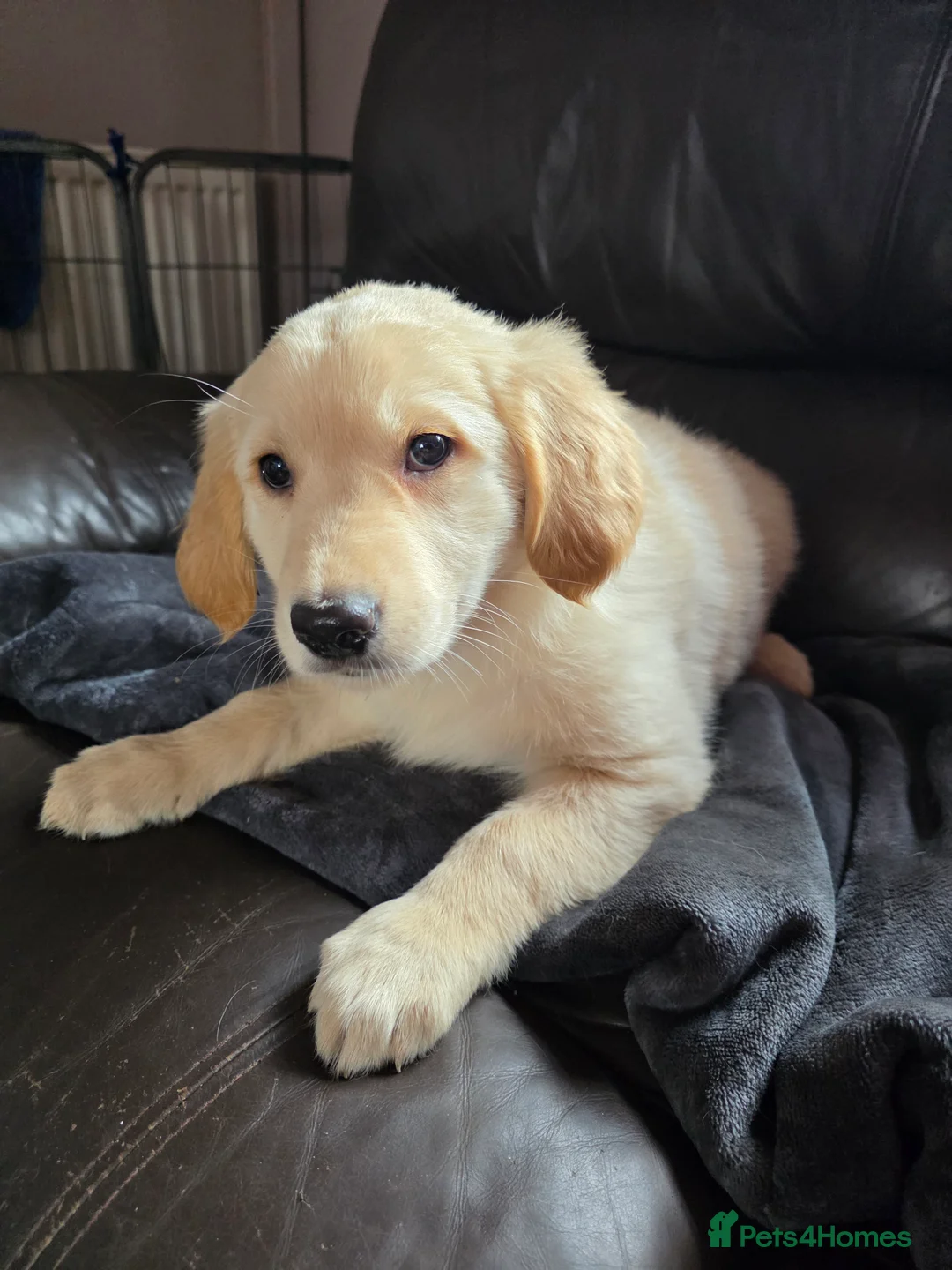 Golden Shepherd dogs for sale: Beautiful girl - Advert 4