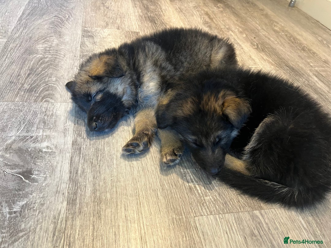 German Shepherd dogs for sale: German Shepherd  - Advert 15