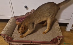 Abyssinian cats for sale: Beautifull Queen 🥰 - Image 6