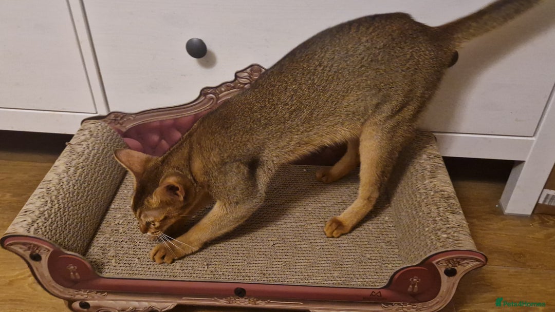 Abyssinian cats for sale: Beautifull Queen 🥰 - Image 6