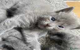Russian Blue cats for sale: Russian Blue X British Shorthair Kittens - Image 11