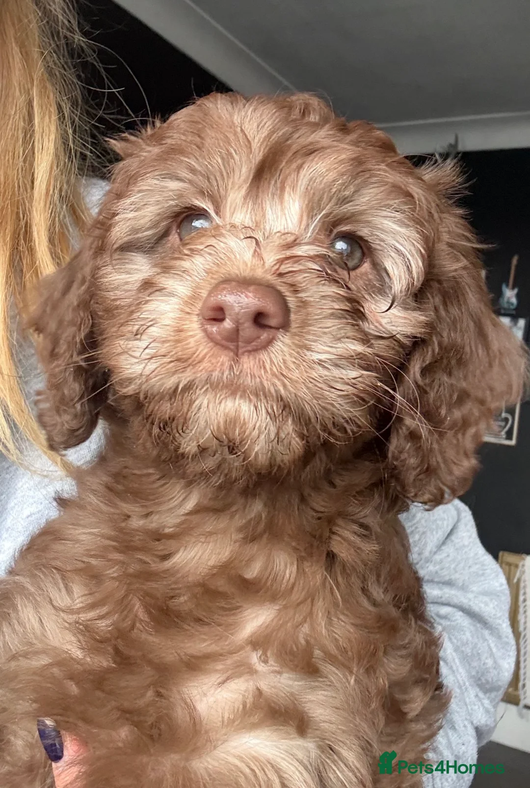 Cockapoo dogs for sale: Chocolate/Silver beige Multigen puppies - Advert 1