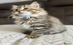 Siberian cats for sale: Purebred- Hypoallergenic Siberian Kittens - Image 29