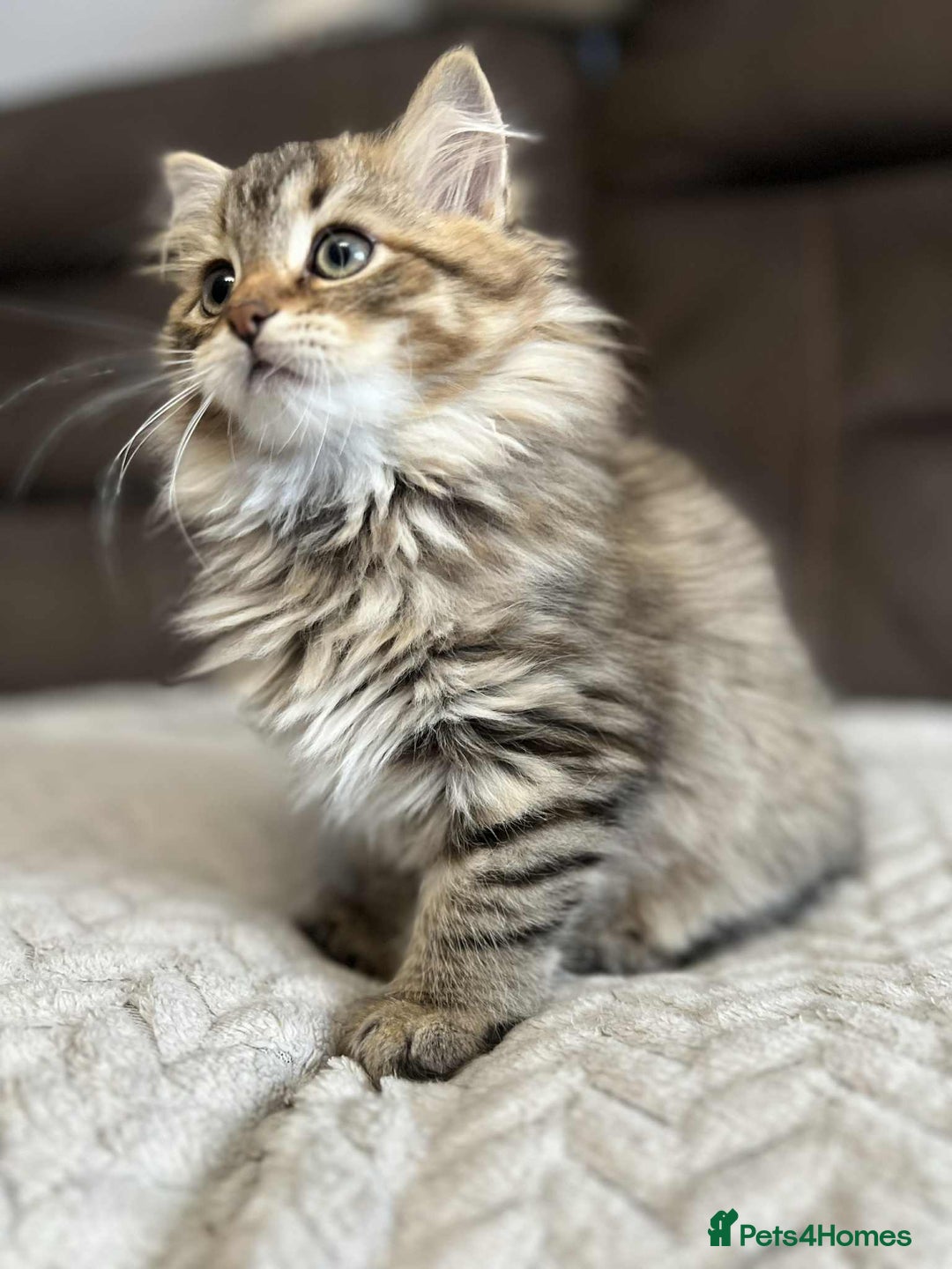 Siberian cats for sale: Purebred- Hypoallergenic Siberian Kittens - Image 29