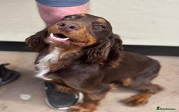 Cocker Spaniel dogs for sale: One liver and white male available  - Image 1
