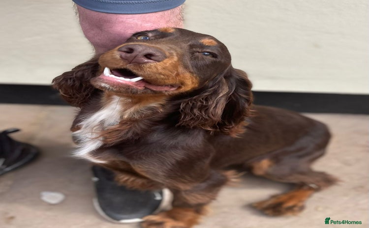 Cocker Spaniel dogs - Advert 8