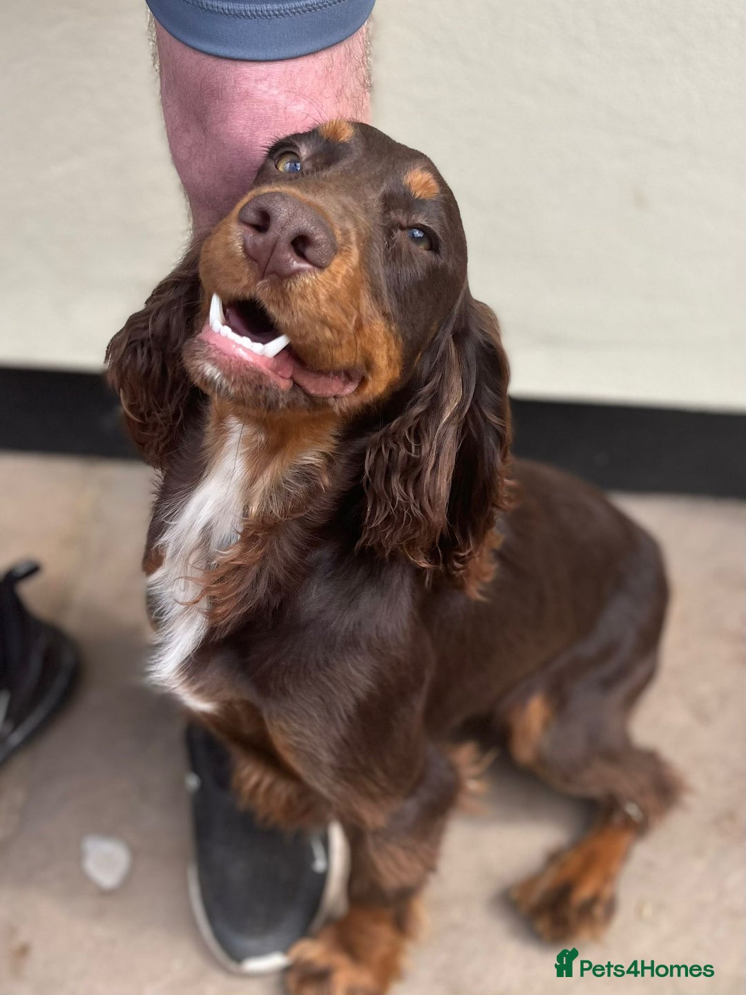 Cocker Spaniel dogs for sale: One liver and white male available  - Image 1