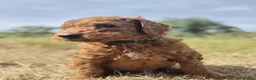 Standard Poodle dogs for sale: Red Standard Poodle Puppies Fully Health Tested - Advert 11