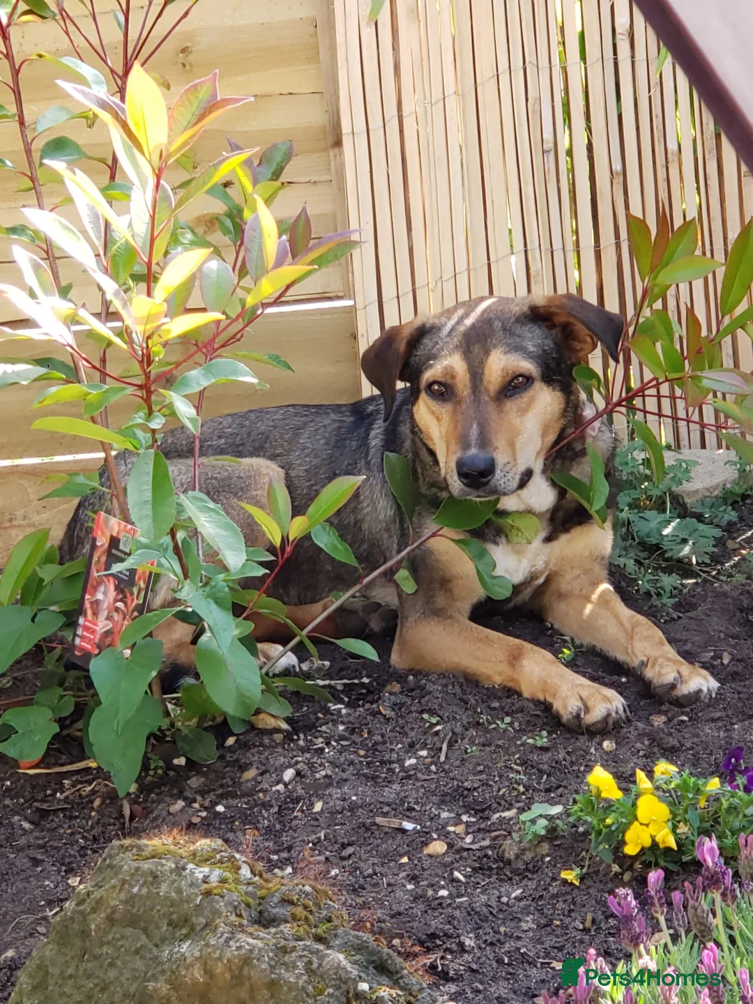 Mixed Breed dogs for adoption: 🌟 Special Home Needed for a Very Special Girl 🌟 in Pulborough - Advert 1