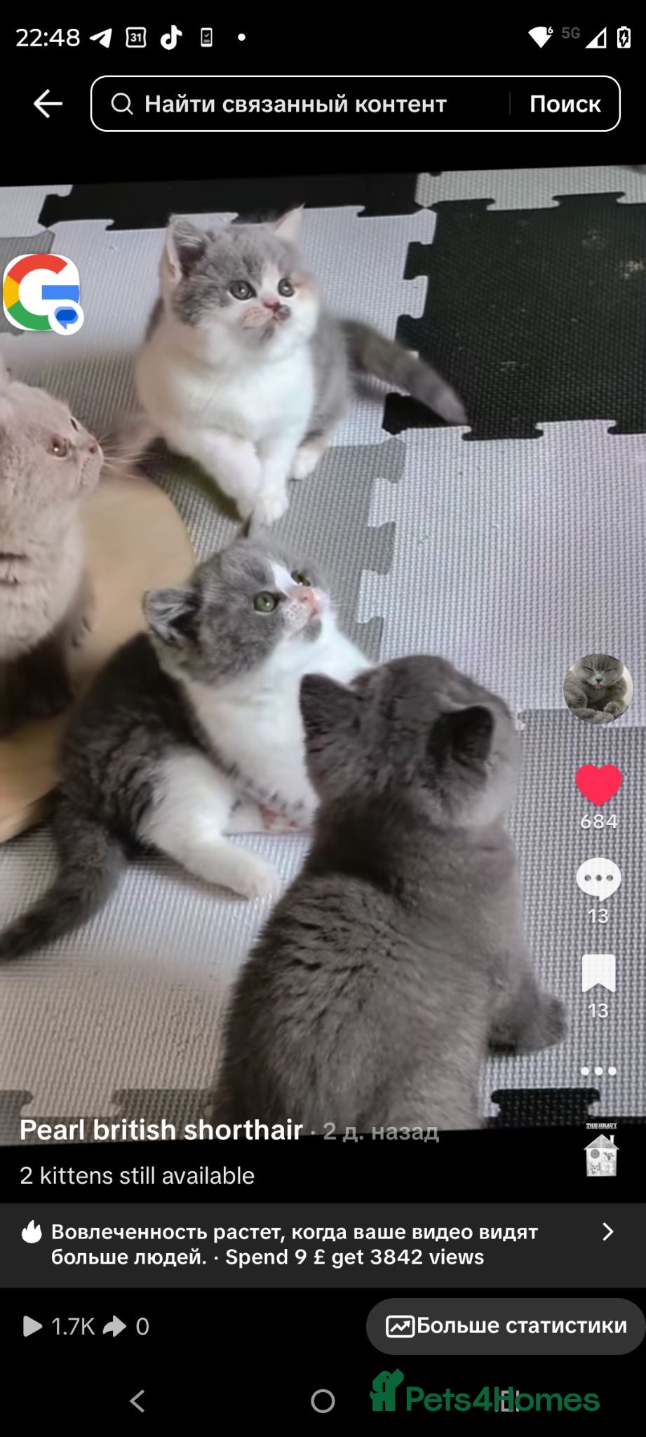 British Shorthair cats Bicolour Male &Blue female Vs Champion lines.  - Advert 2