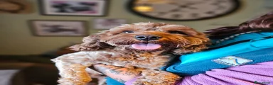 F1 Cavapoo Boy 
