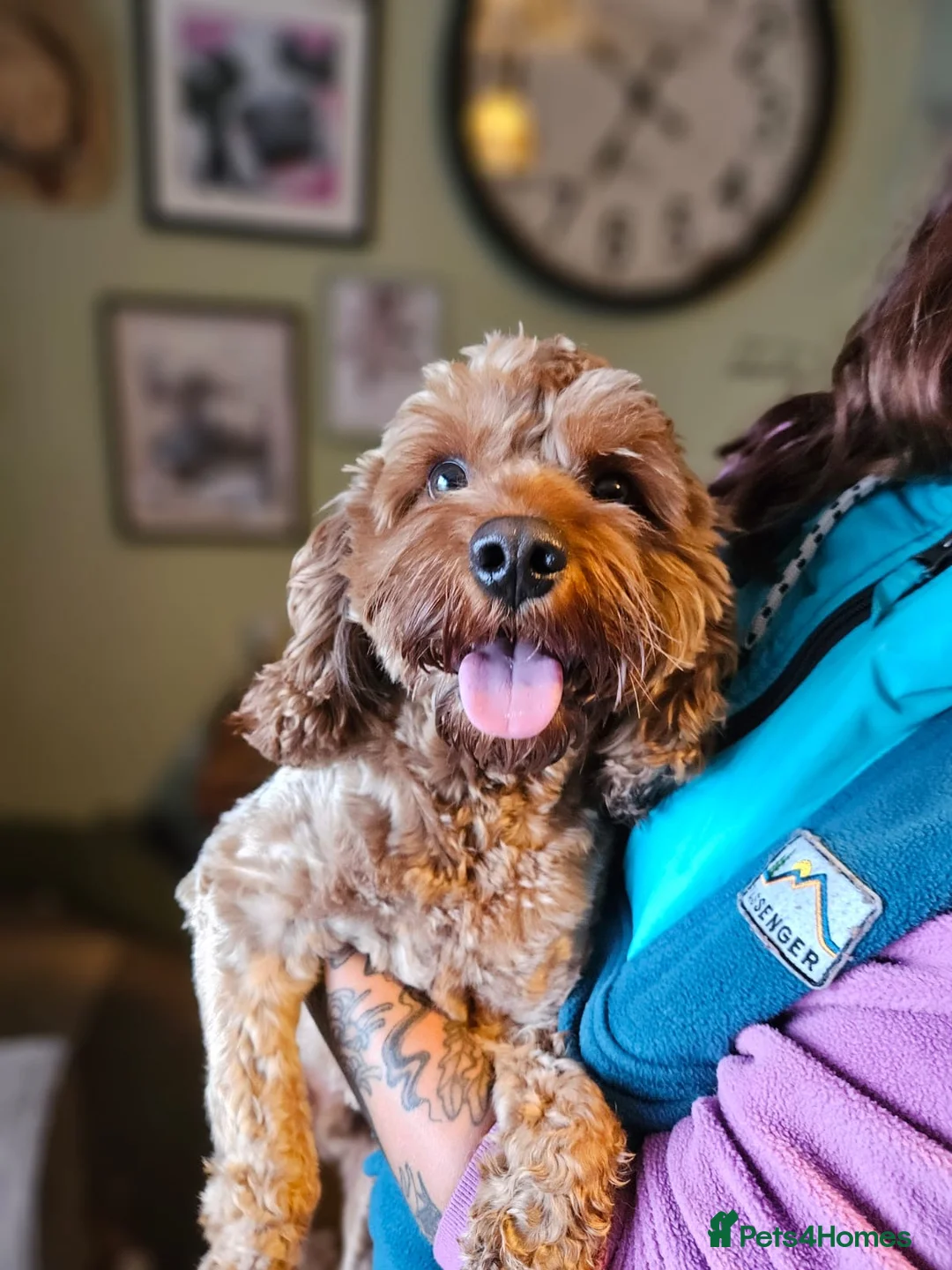 Cavapoo dogs for sale: F1 Cavapoo Deep Apricot (red/ruby) Boy for sale - Advert 1