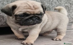 Pug dogs for sale: Perfect pug pups - Image 14