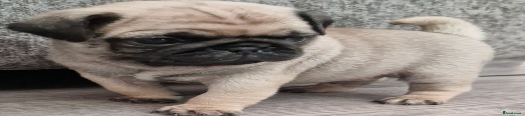 Pug Puppy 1