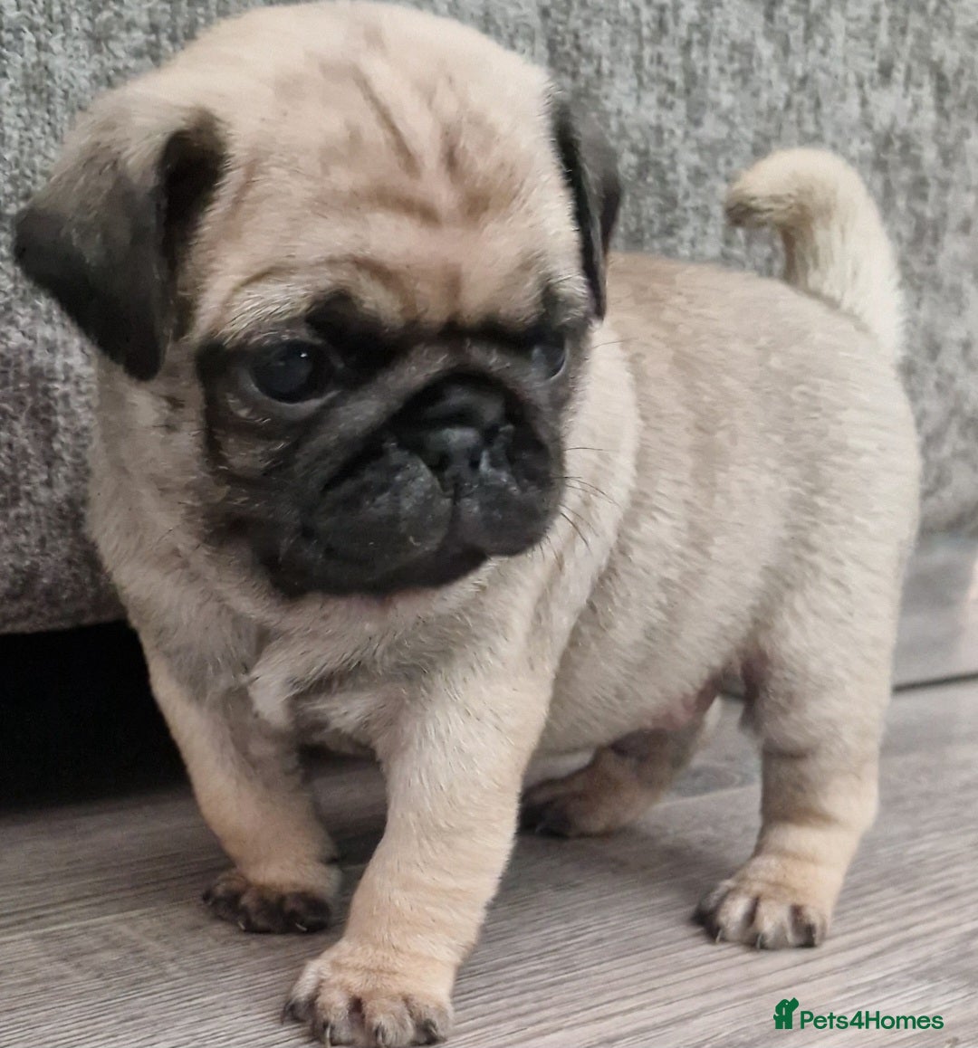 Pug dogs for sale: Perfect pug pups - Image 14