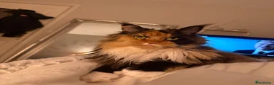 Maine Coon