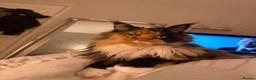 Maine Coon cats for sale: Maine Coon - Advert 2