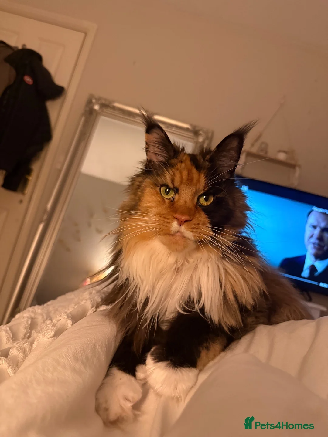 Maine Coon cats for sale: Maine Coon - Advert 2