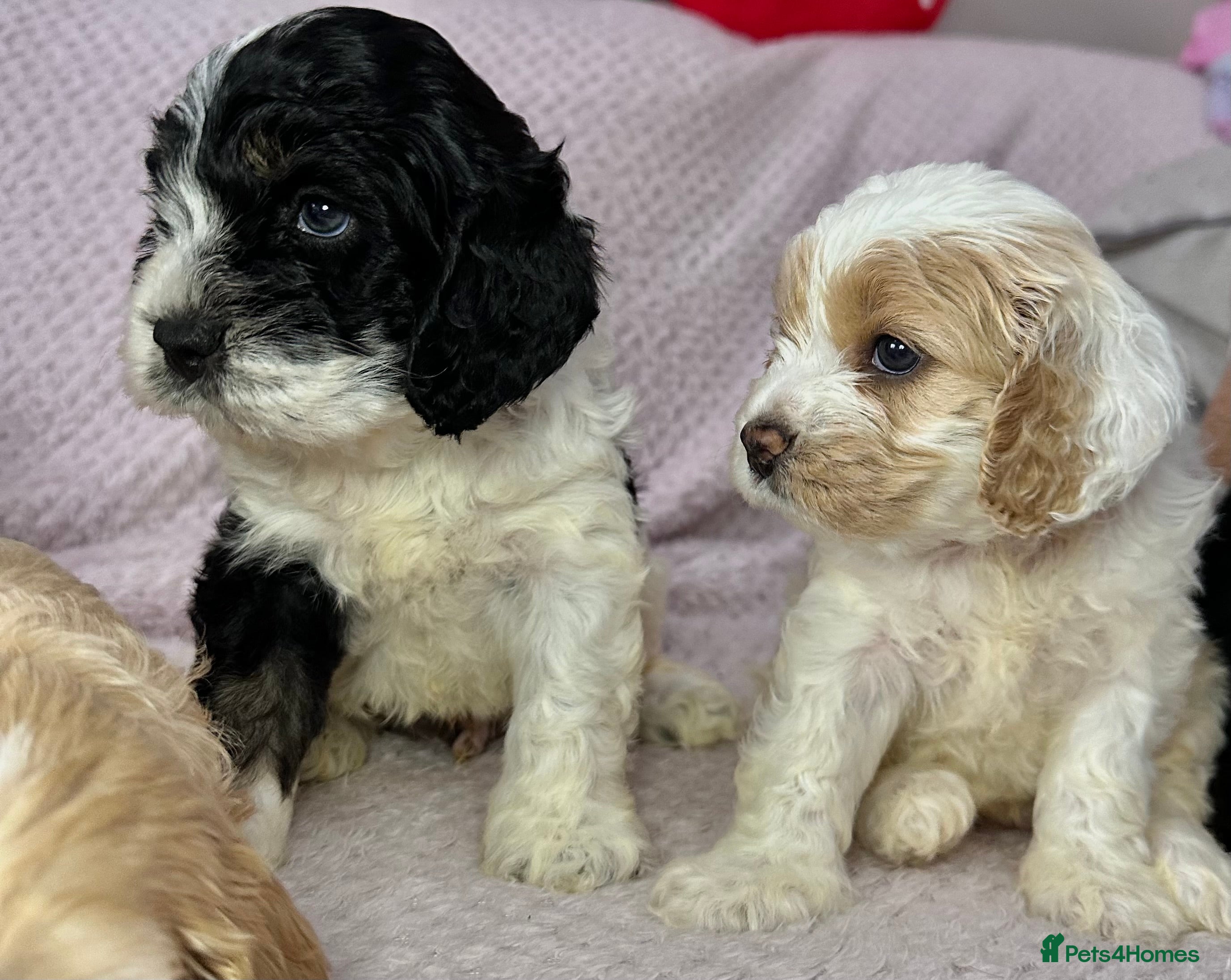 Cockapoo dogs Cockerpoo puppies READY NOW ! - Advert 4