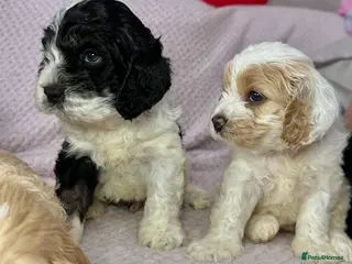 Cockapoo dogs Cockerpoo puppies READY NOW ! - Advert 4