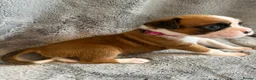 Boxer dogs for sale:  Pedigree boxer puppies – 4 Girls & 2 Boys in Brentwood - Advert 15