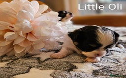 Chihuahua dogs for sale: ✨ Stunning KC long coat BOYS only✨ - Image 1