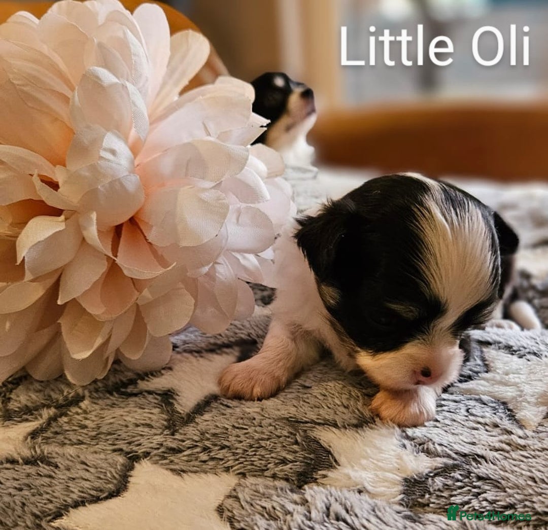 Chihuahua dogs for sale: ✨ Stunning KC long coat BOYS only✨ - Image 1