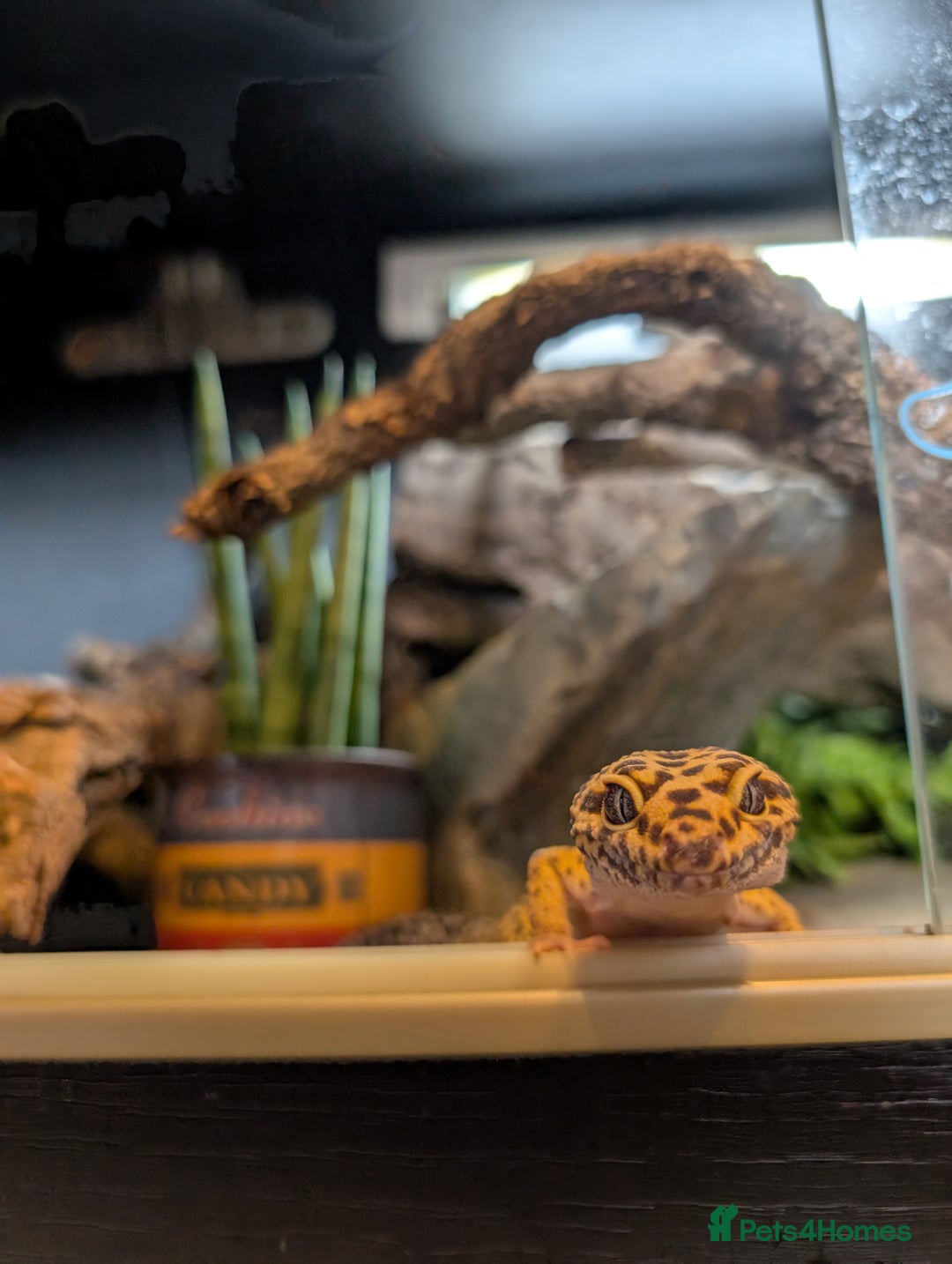 Gallery Image {{count}}