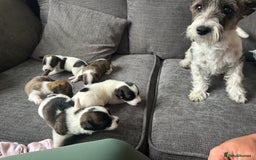 Jack Russell dogs for sale: Beautiful jack russle puppies - Image 11