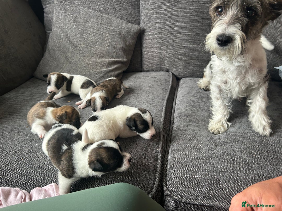 Jack Russell dogs for sale: Beautiful jack russle puppies - Image 11