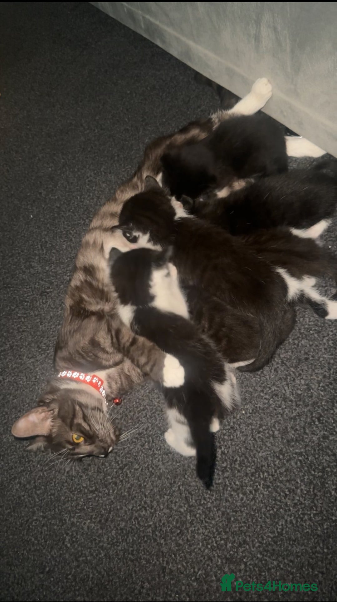 Mixed Breed cats for sale: 11 week old kitten for sale - Image 6