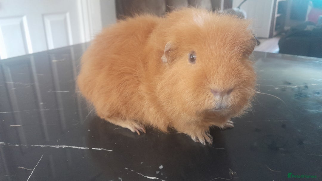 Guinea Pig rodents for sale: 2 male guinea pigs for sale   - Image 3