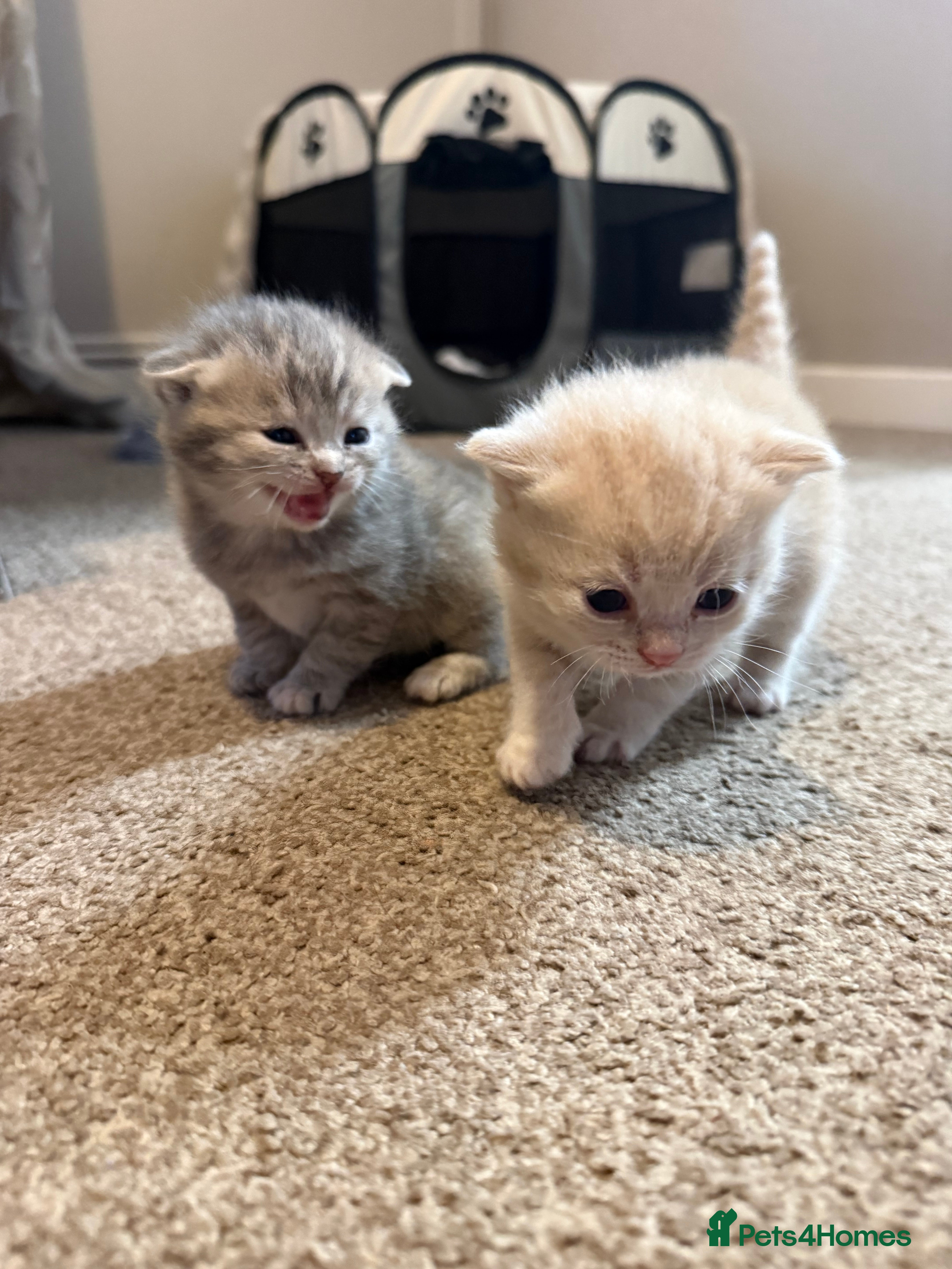 Scottish Fold cats Scottish fold kittens - Advert 2