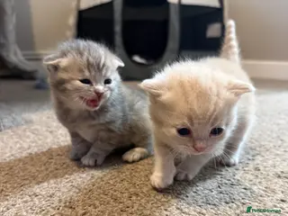 Scottish Fold cats Scottish fold kittens - Advert 2