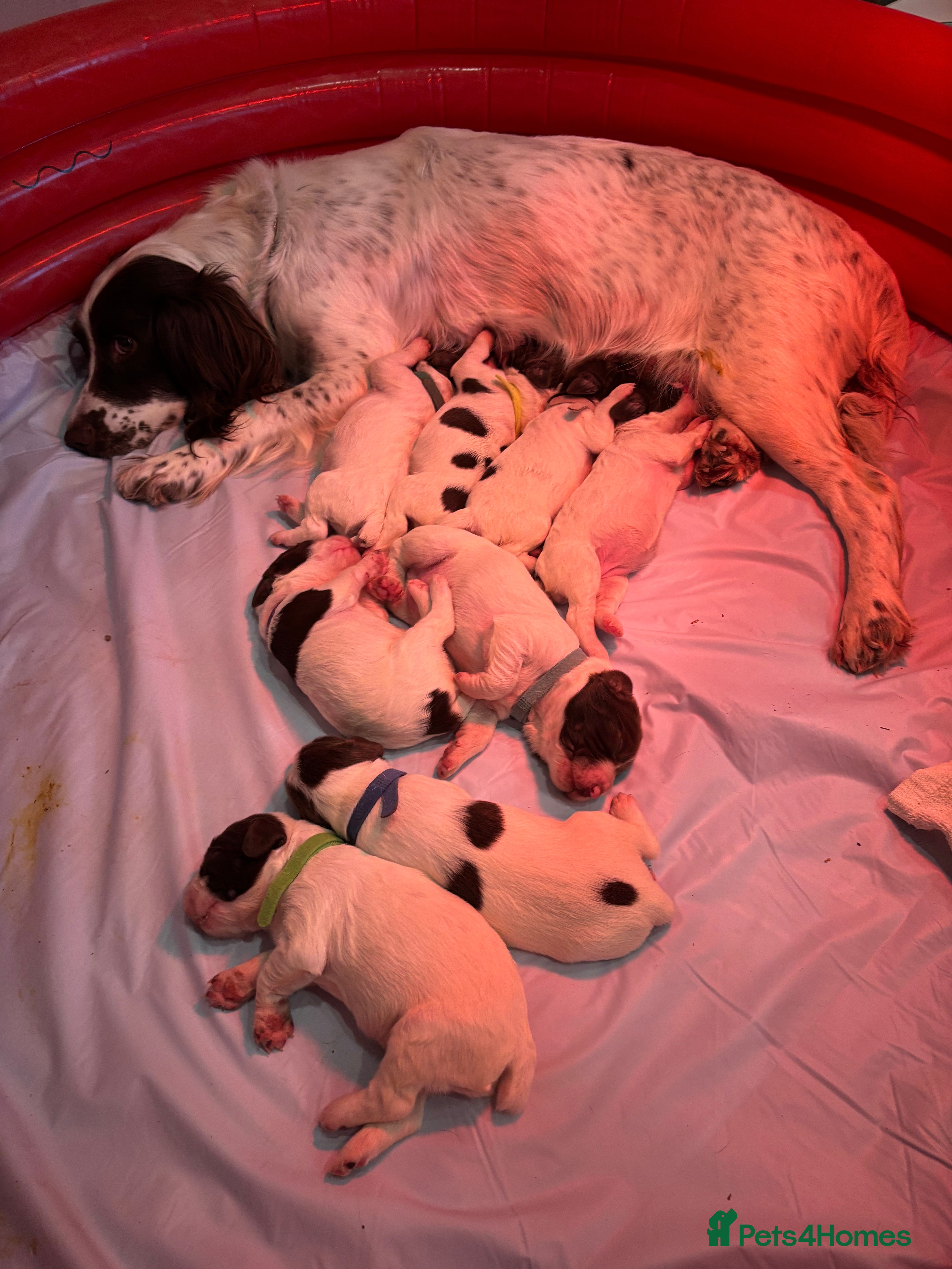 English Springer Spaniel dogs KC Working ESS puppies Ready to be rehomed now - Advert 1