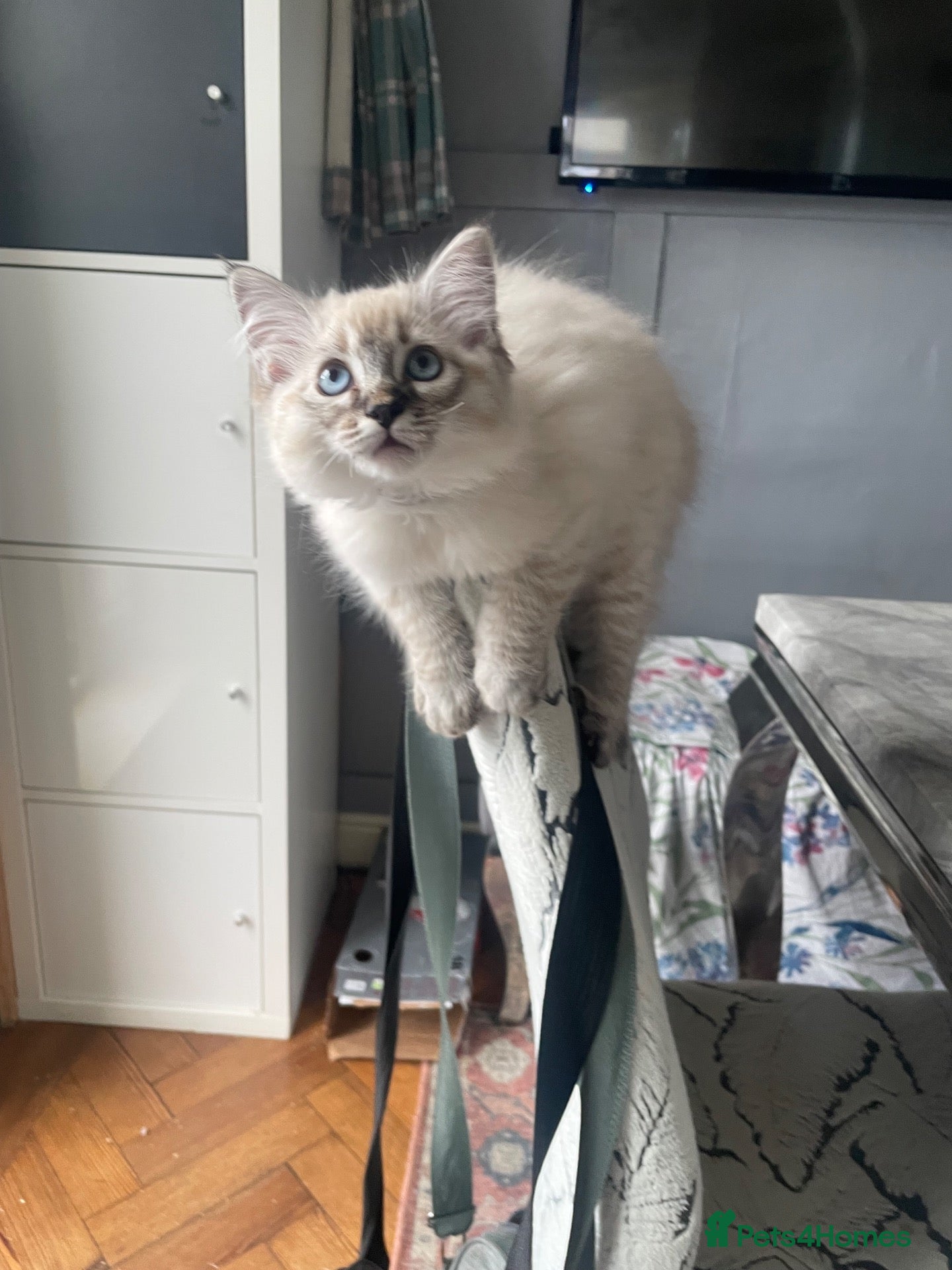 Ragdoll cats Last girl full ragdoll kitten to find her home.  - Advert 14