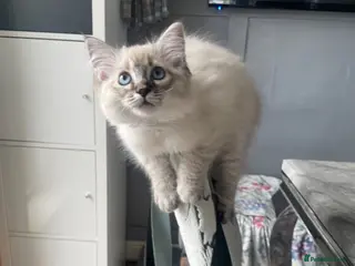 Ragdoll cats Last girl full ragdoll kitten to find her home. - Advert 14