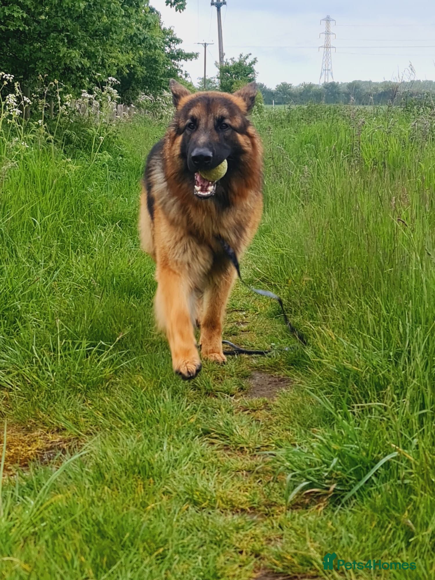 German Shepherd dogs Stunning 2.5yo Showline German Shepherd Stud - Advert 2