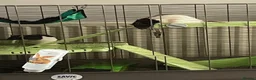 Rat rodents for sale: Two male fancy rats  in Ilford - Advert 4