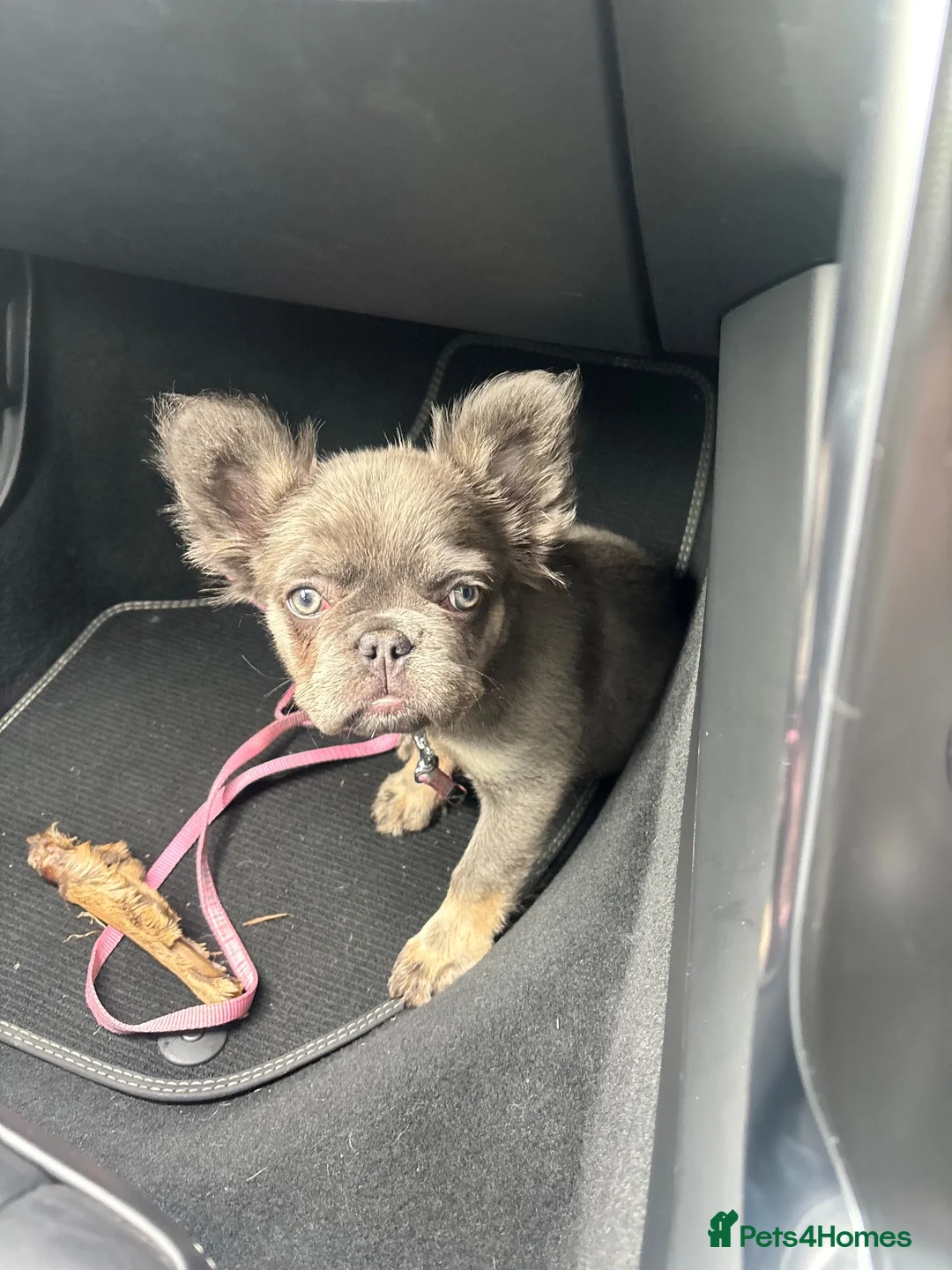 French Bulldog dogs for sale: Fluffy French bulldog  - Advert 1