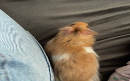 Hamster rodents for sale: *RESERVED* Baby boy Hamster 7 weeks old  - Image 11