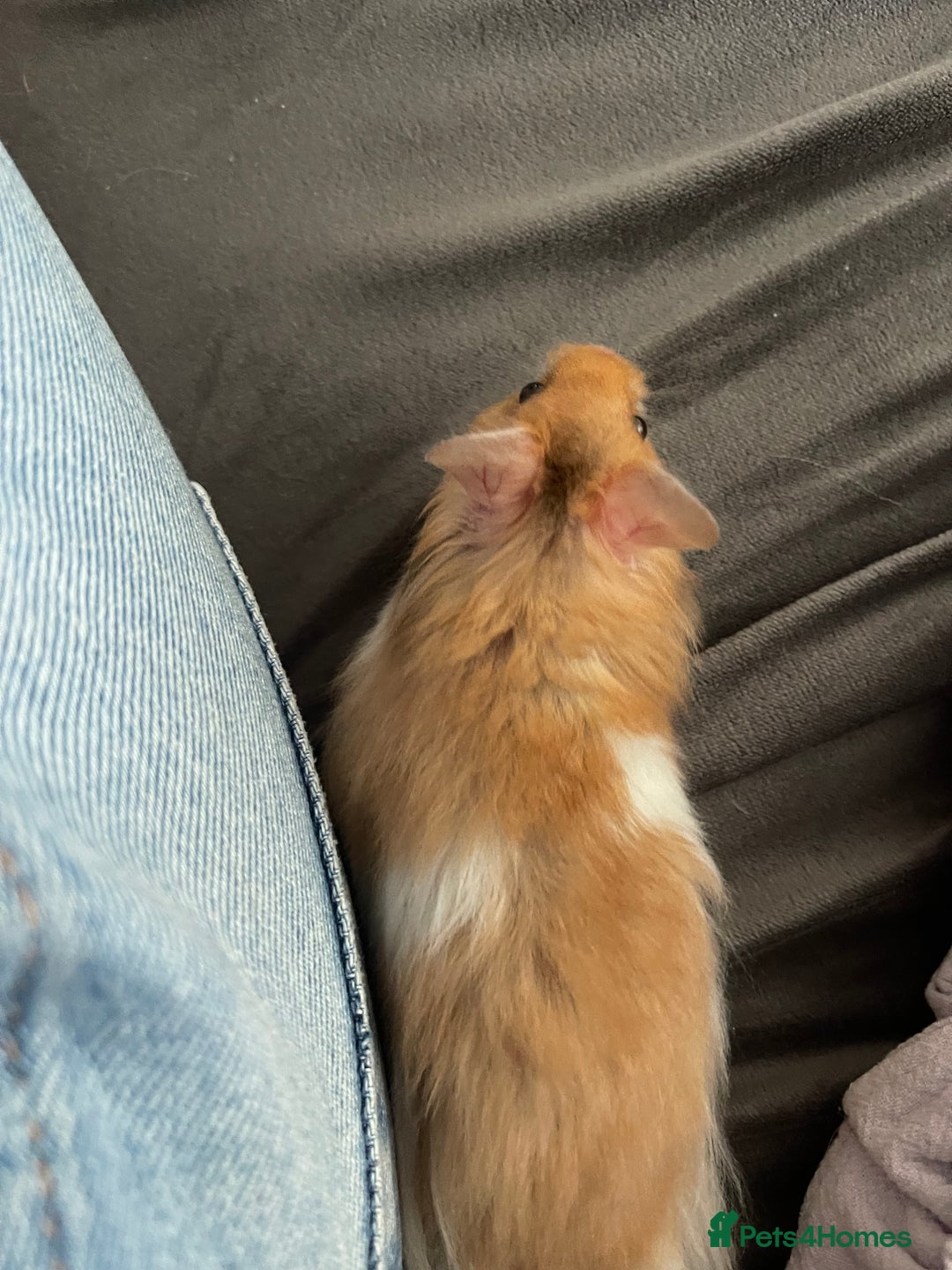 Hamster rodents for sale: *RESERVED* Baby boy Hamster 7 weeks old  - Image 11
