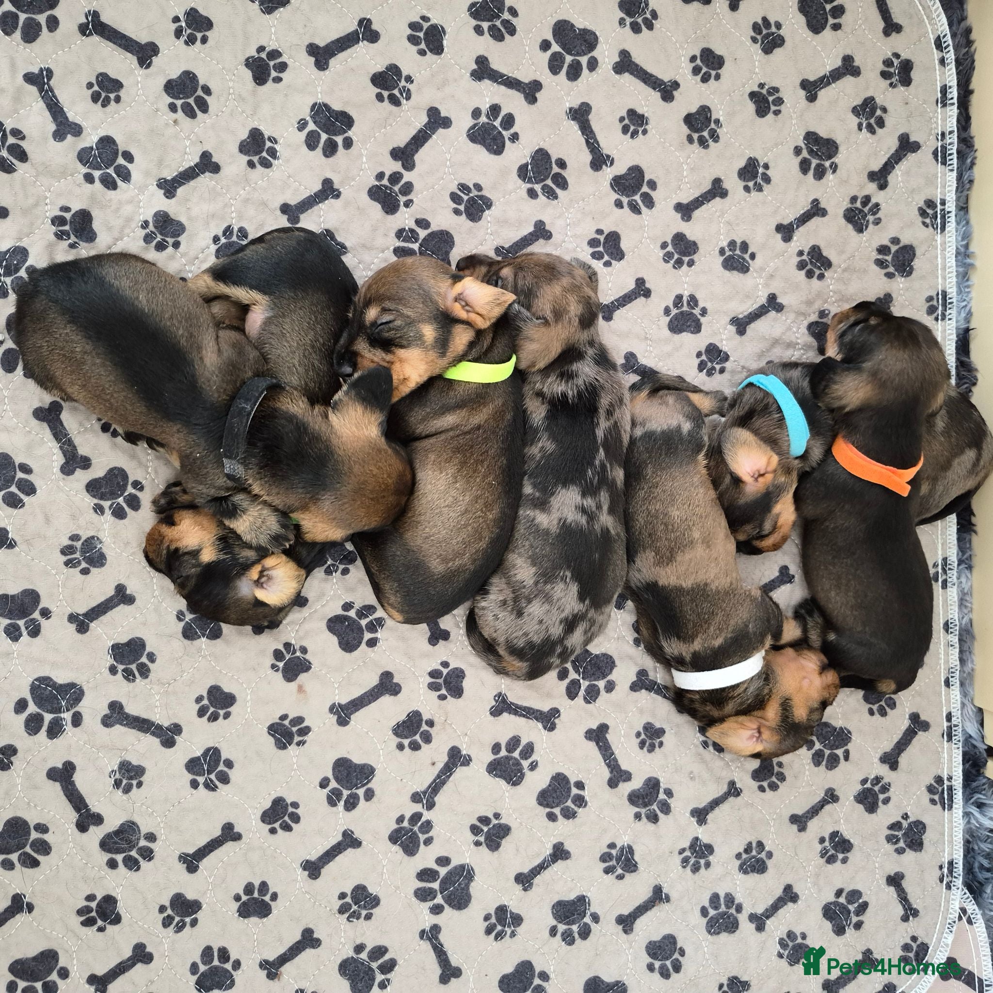 Miniature Dachshund dogs Miniature wire dachshund puppies - Advert 2