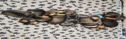 Miniature Dachshund dogs for sale: Miniature wire dachshund puppies - Advert 2