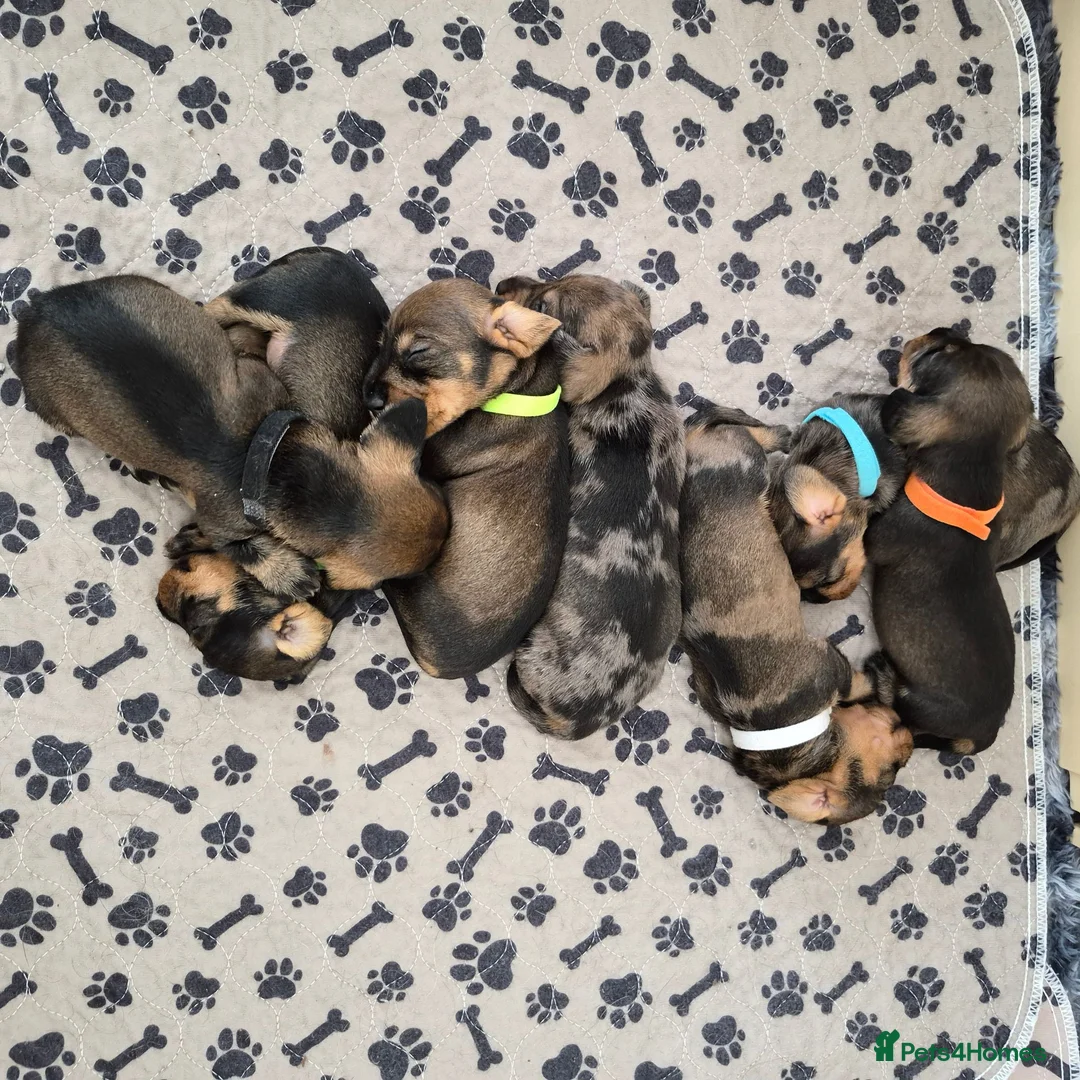 Miniature Dachshund dogs for sale: Miniature wire dachshund puppies - Advert 2