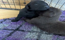 Flat coated Retriever dogs for sale: Flatcoated retriever puppies  - Image 3