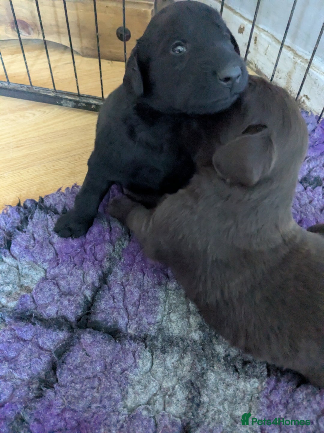 Flat coated Retriever dogs for sale: Flatcoated retriever puppies  - Image 3